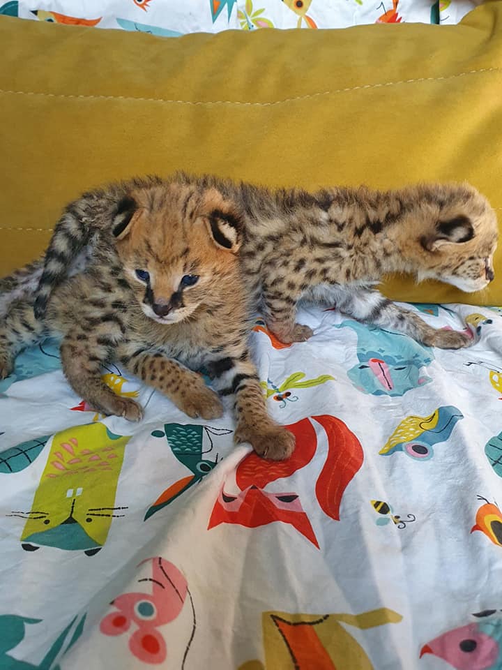 mačići serval, caracat i caracal