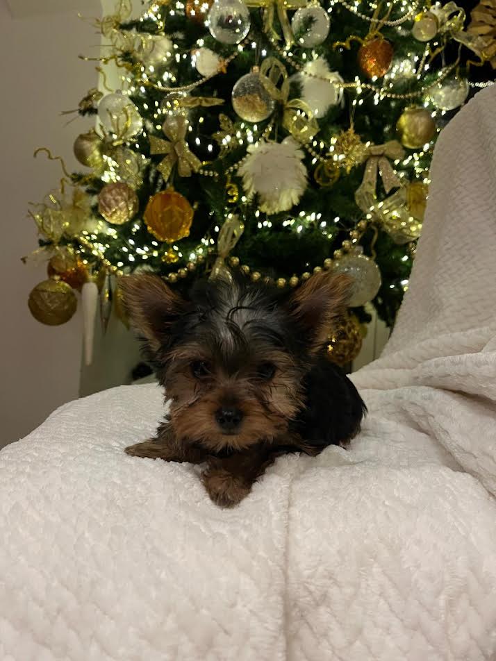 Jorkširski terijer (Jorki)