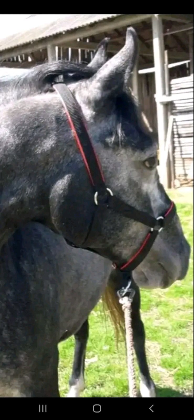Prodaja ulara za ždrebad omad konje