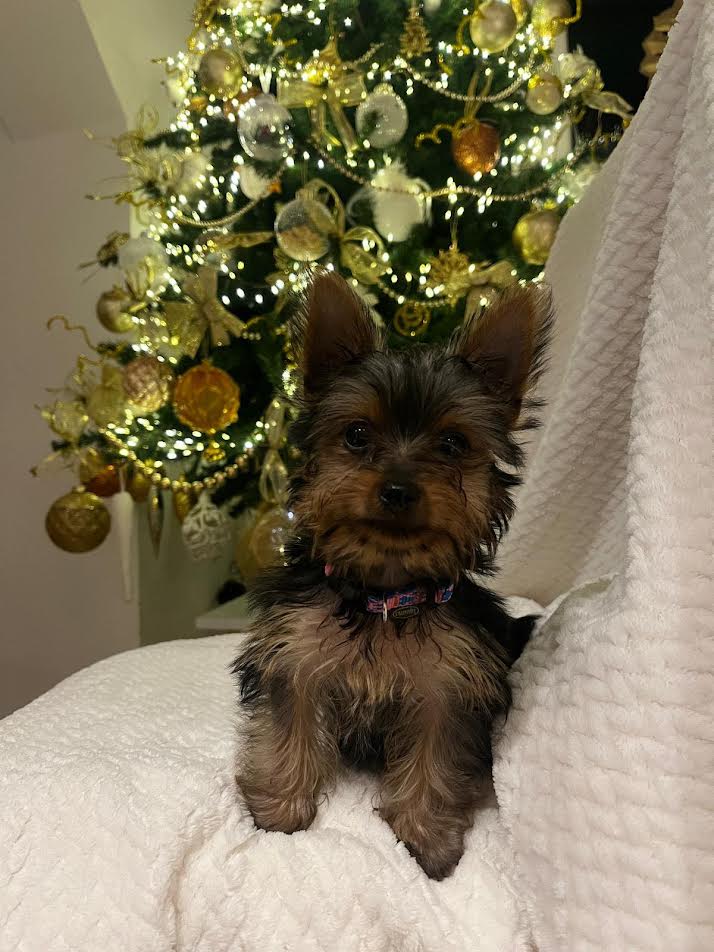 Jorkširski terijer (Jorki)