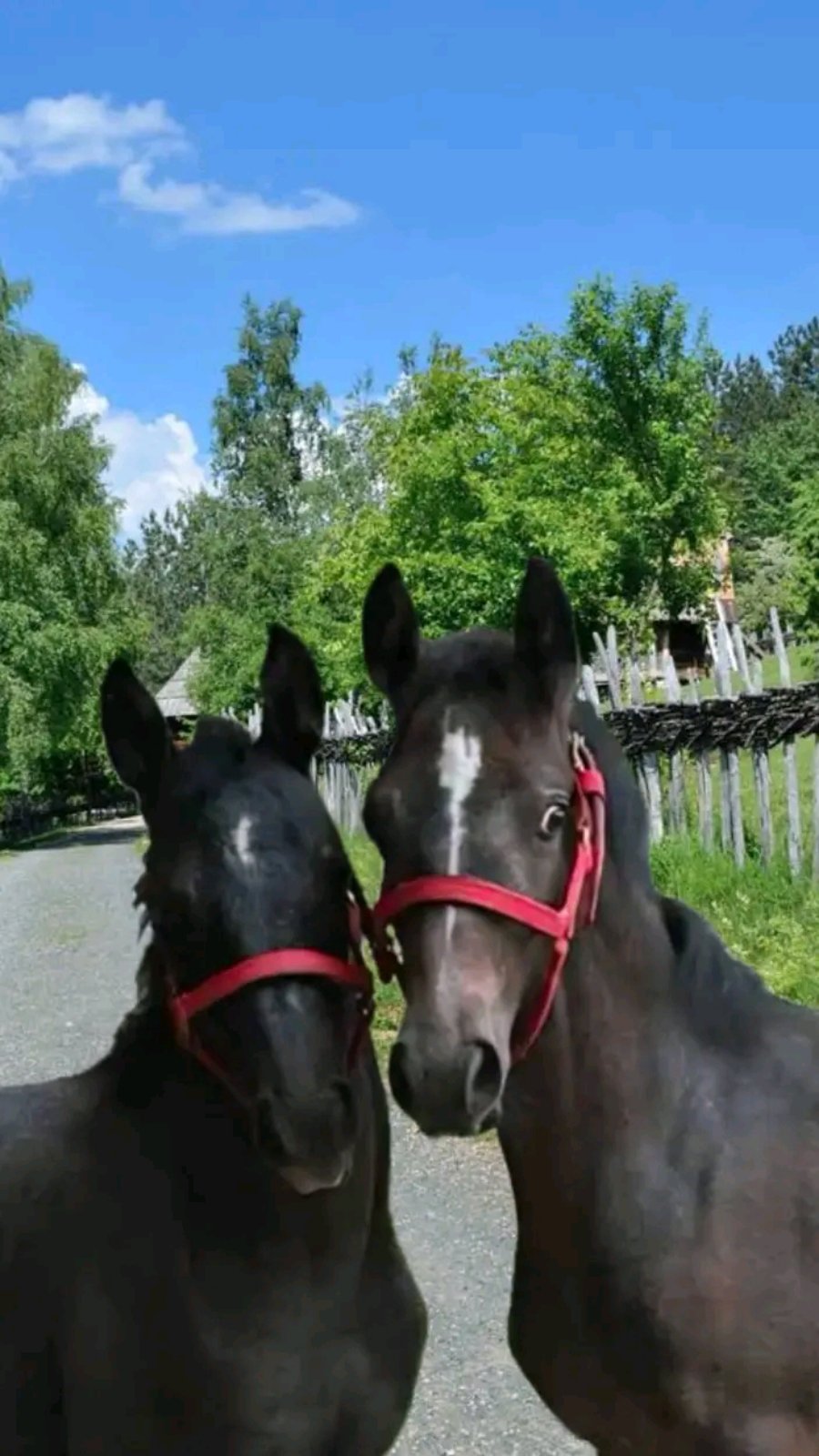 Prodaja ulara za ždrebad omad konje
