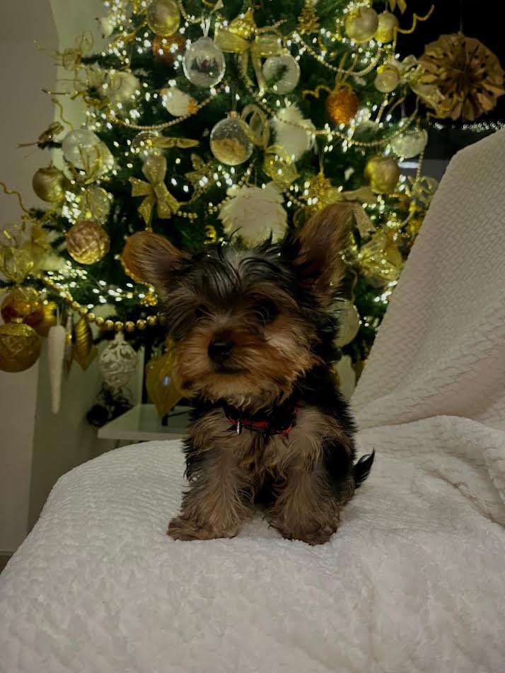 Jorkširski terijer (Jorki)