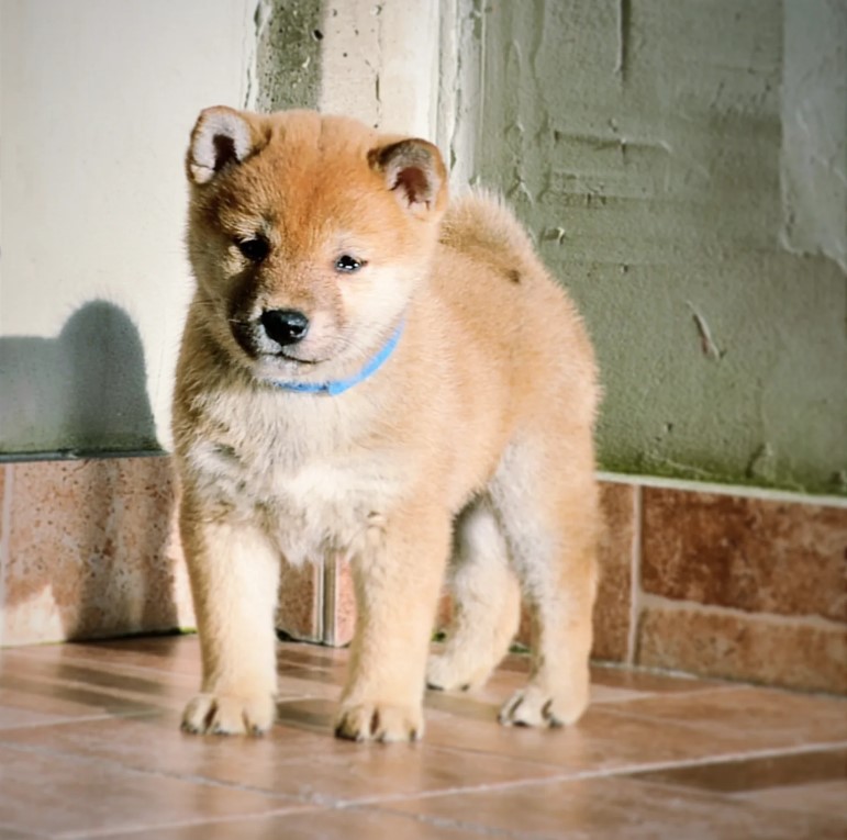 Shiba inu štenci