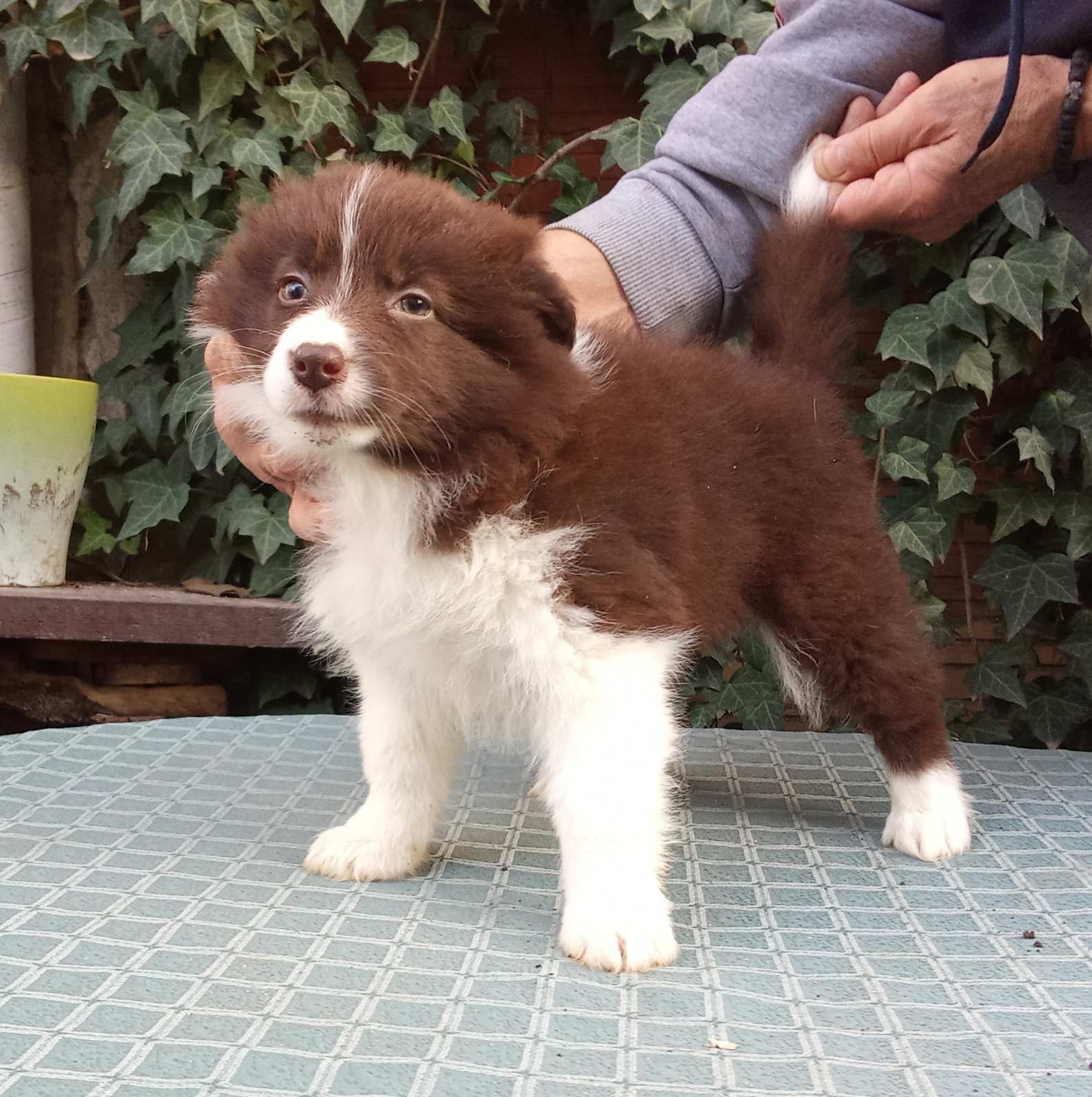 BORDER COLLI