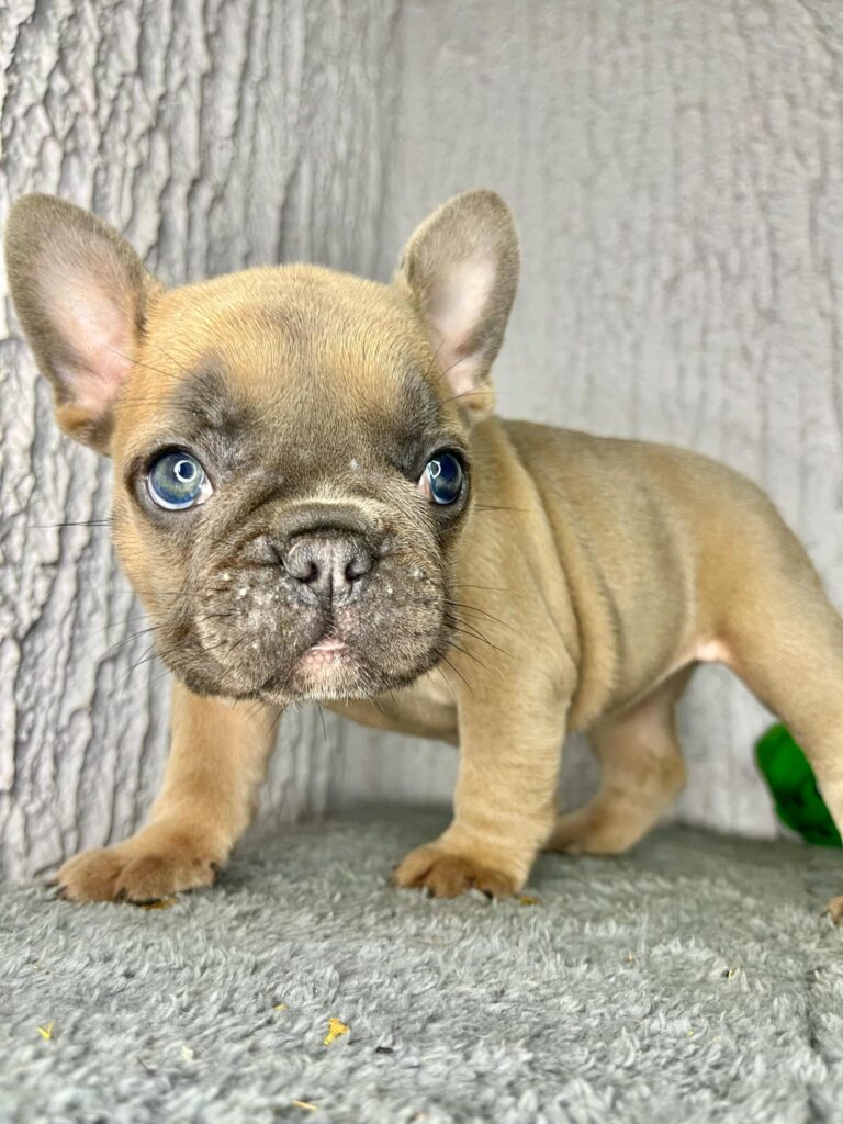 Francuski Buldog stenci egzoticnih boja