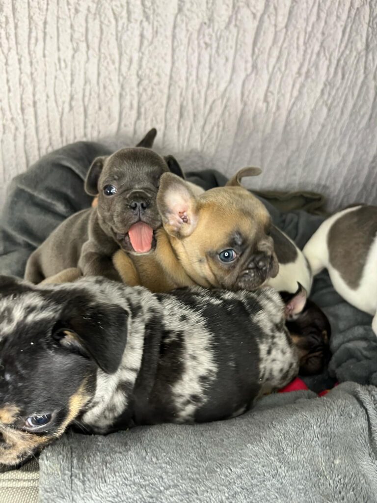 Francuski Buldog stenci egzoticnih boja