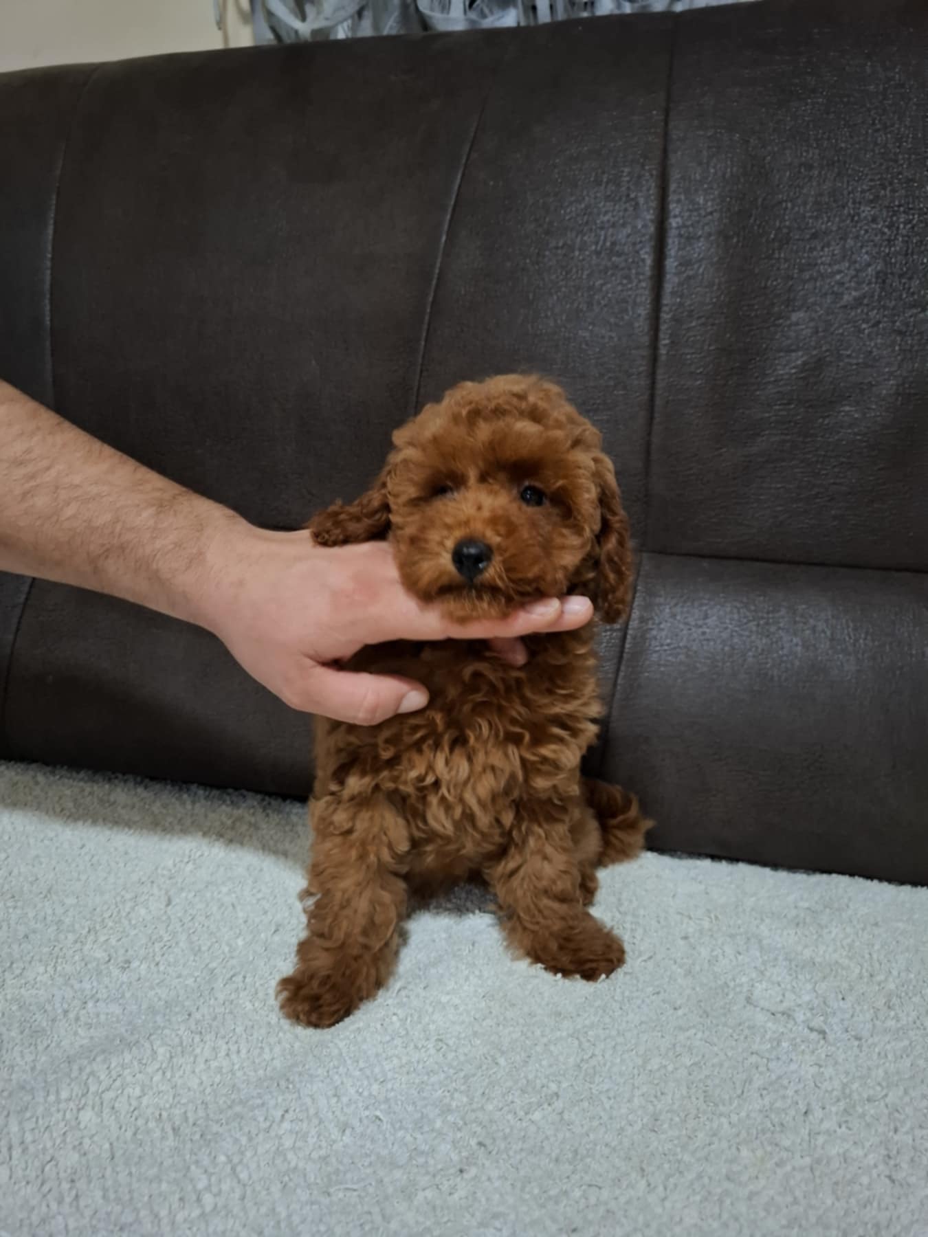 Patuljasta Pudla štenci