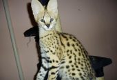 mačići serval, caracat i caracal