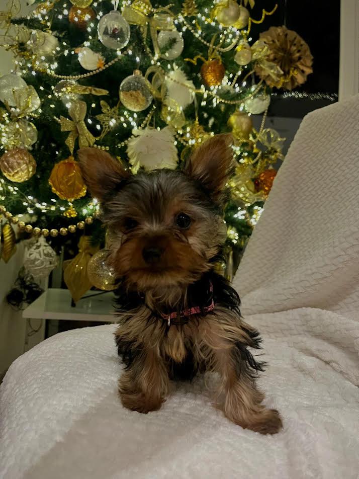 Jorkširski terijer (Jorki)