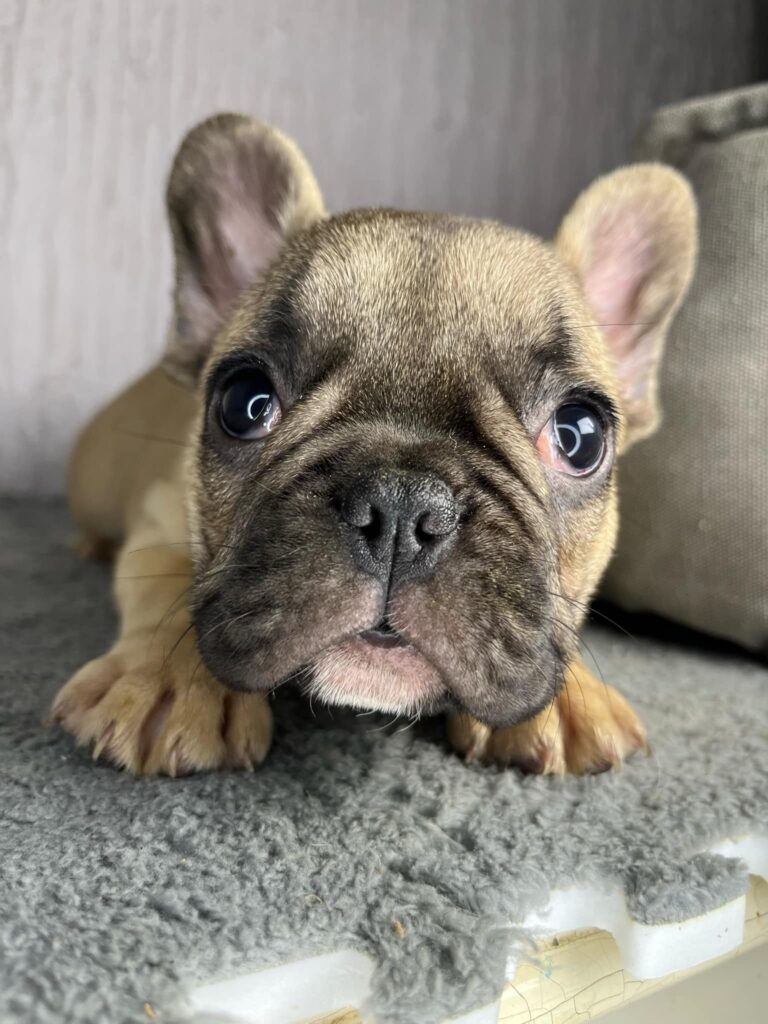 Francuski Buldog stenci