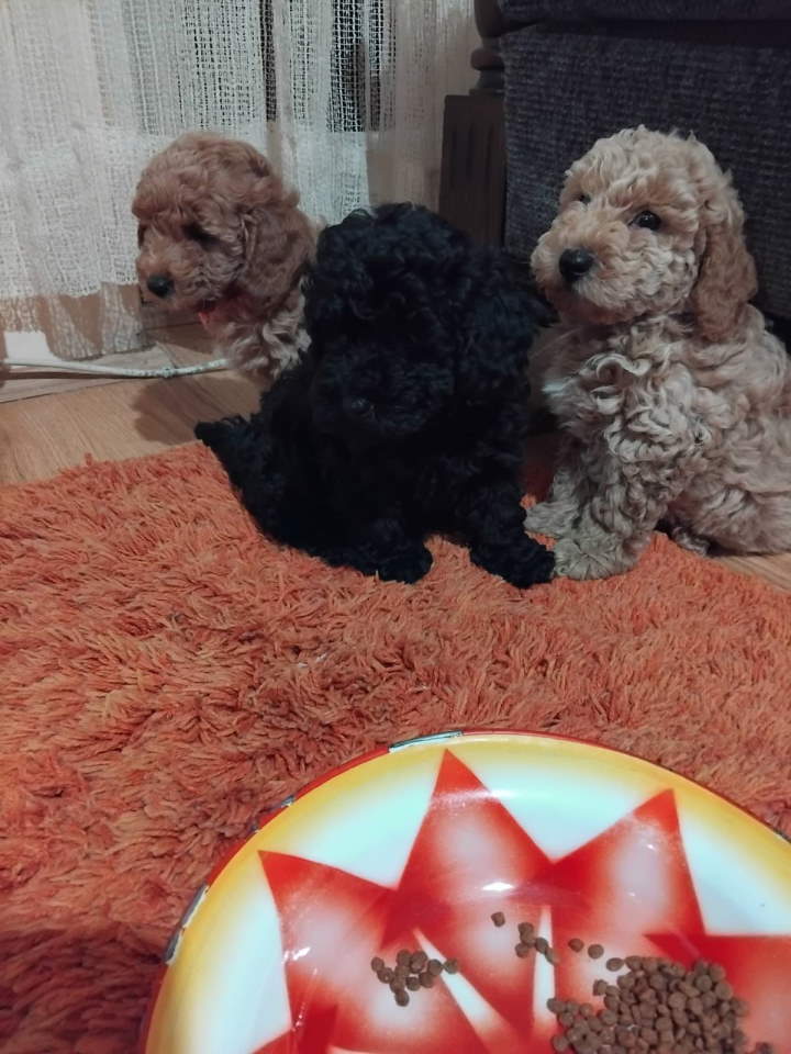 Na prodaju stenci patuljaste pudl