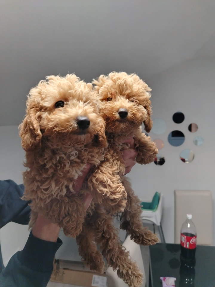 Na prodaju stenci patuljaste pudl