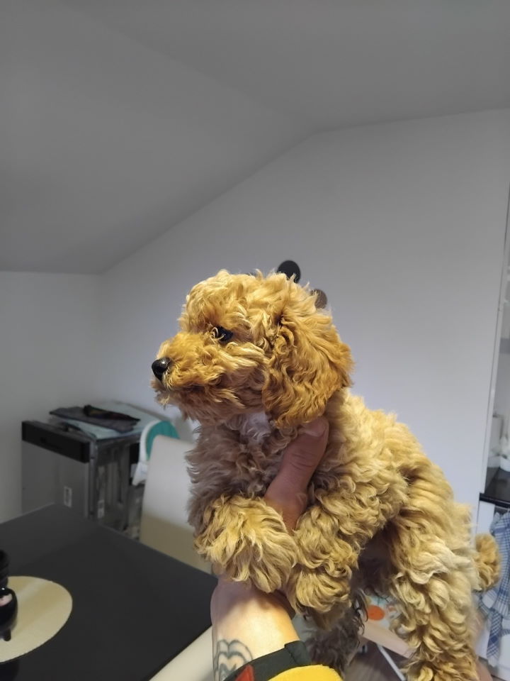 Na prodaju stenci patuljaste pudl