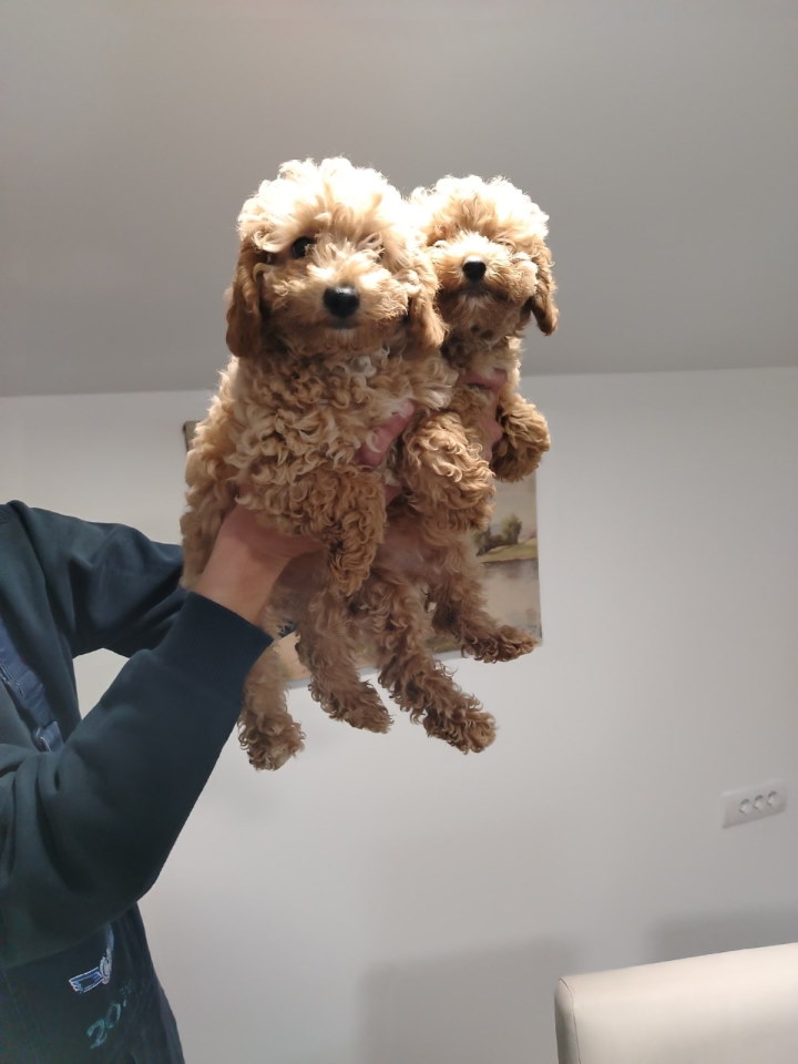 Na prodaju stenci patuljaste pudl