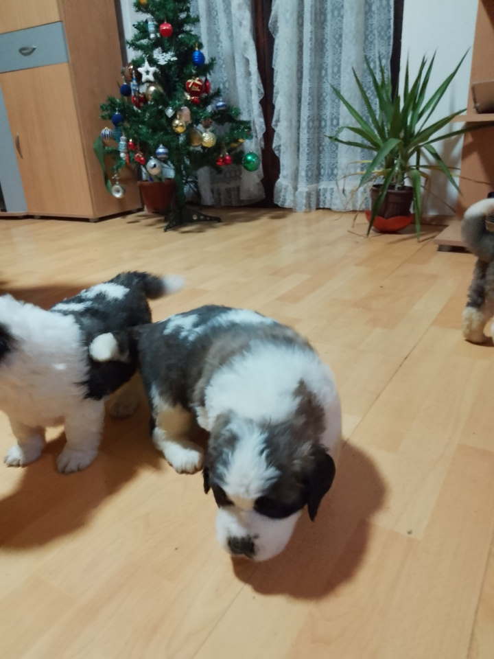 Stenci BERNARDINACA sa papirima