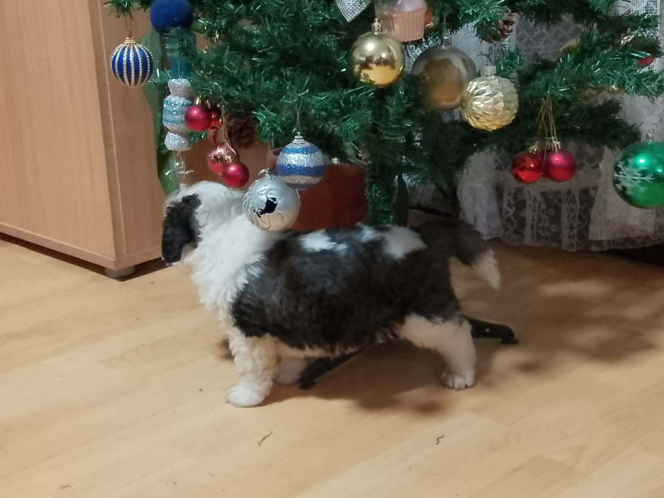 Stenci BERNARDINACA sa papirima