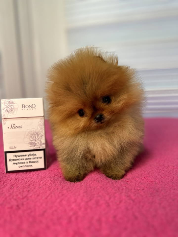 BOO – pomeranci