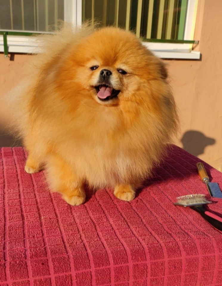 Prelepi POMERANCI vrhunske genetike