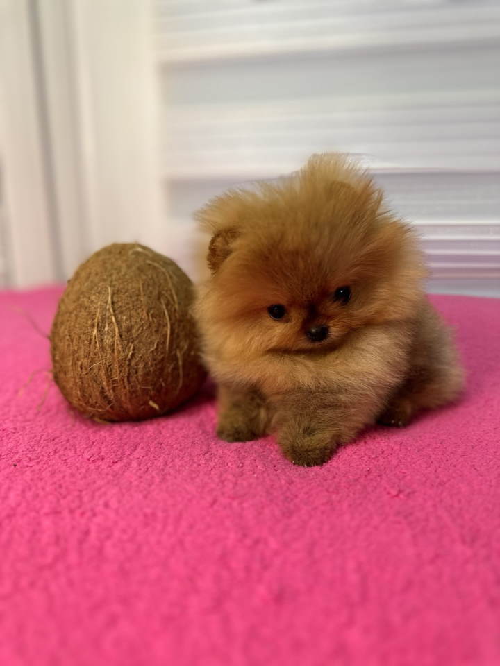 BOO – pomeranci