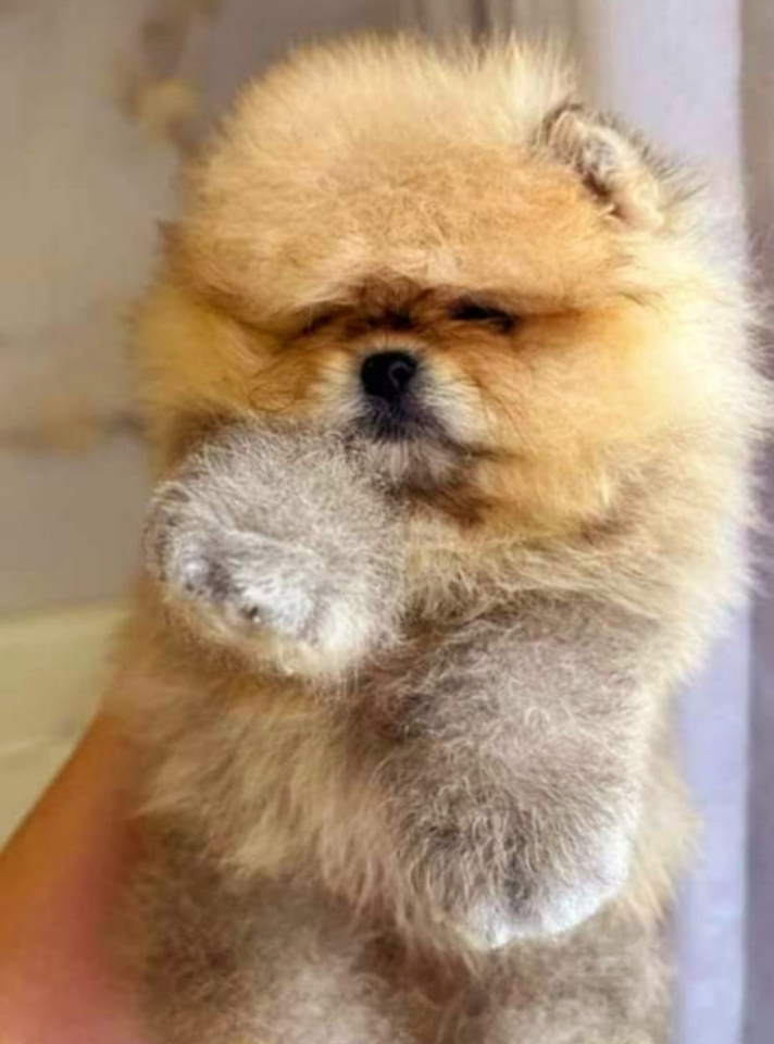 Prelepi POMERANCI vrhunske genetike