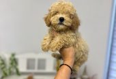 Maltipoo vrhunske genetike na prodaju