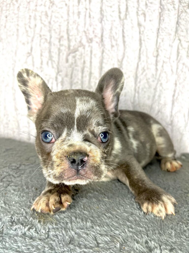 Francuski Buldog stenci egzoticnih boja