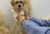 Maltipoo vrhunske genetike na prodaju