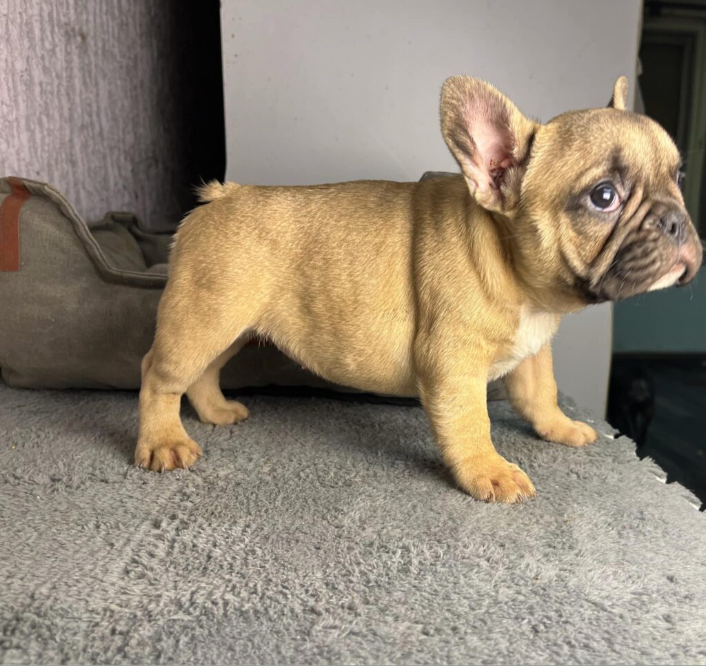 Francuski Buldog stenci