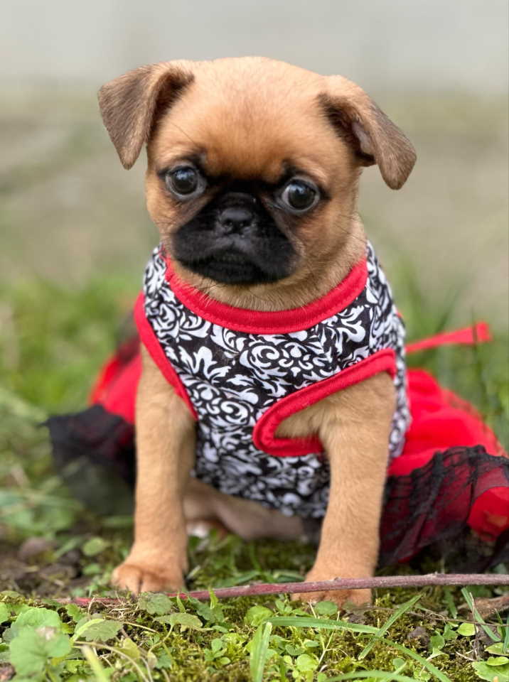 Stenci griffona oba pola