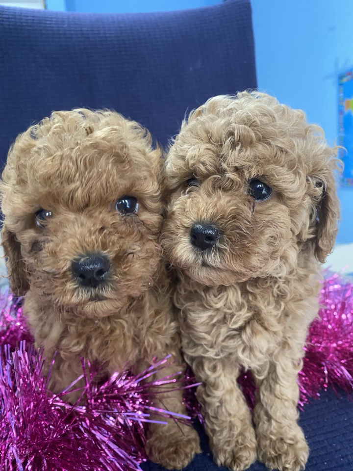 Predivne patuljaste PUDLE vrhunskog kvaliteta