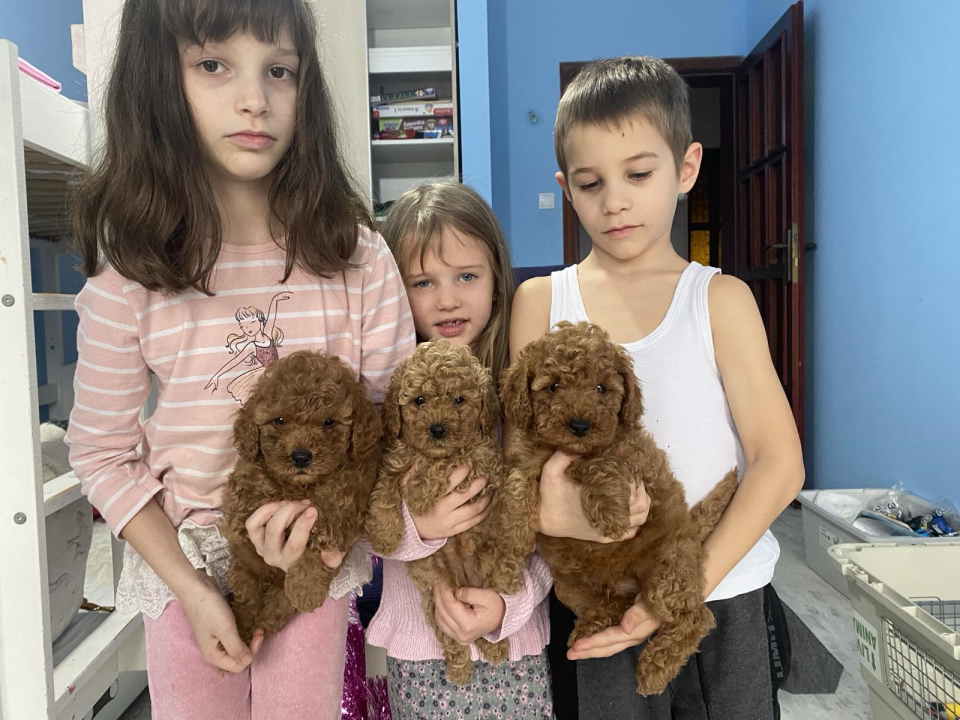 Predivne patuljaste PUDLE vrhunskog kvaliteta