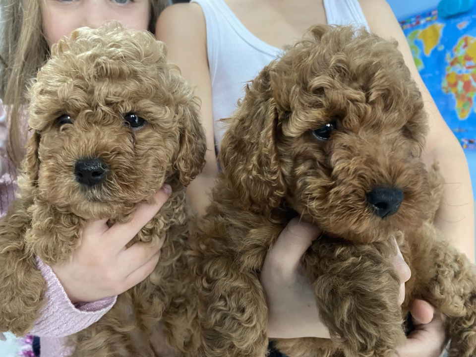 Predivne patuljaste PUDLE vrhunskog kvaliteta