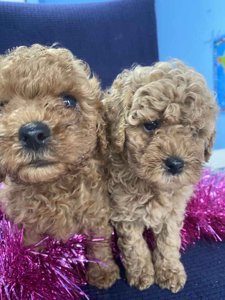 Predivne patuljaste PUDLE vrhunskog kvaliteta