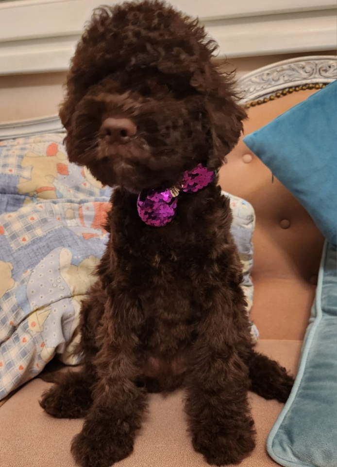 LAGOTO romanjolo štenci