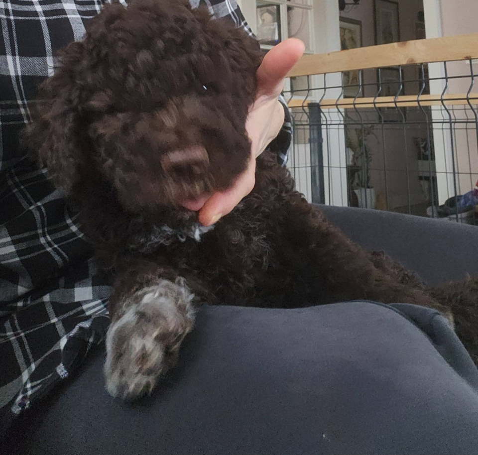 LAGOTO romanjolo štenci