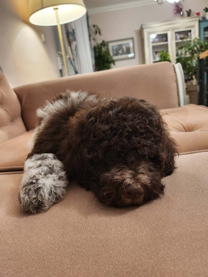 LAGOTO romanjolo štenci