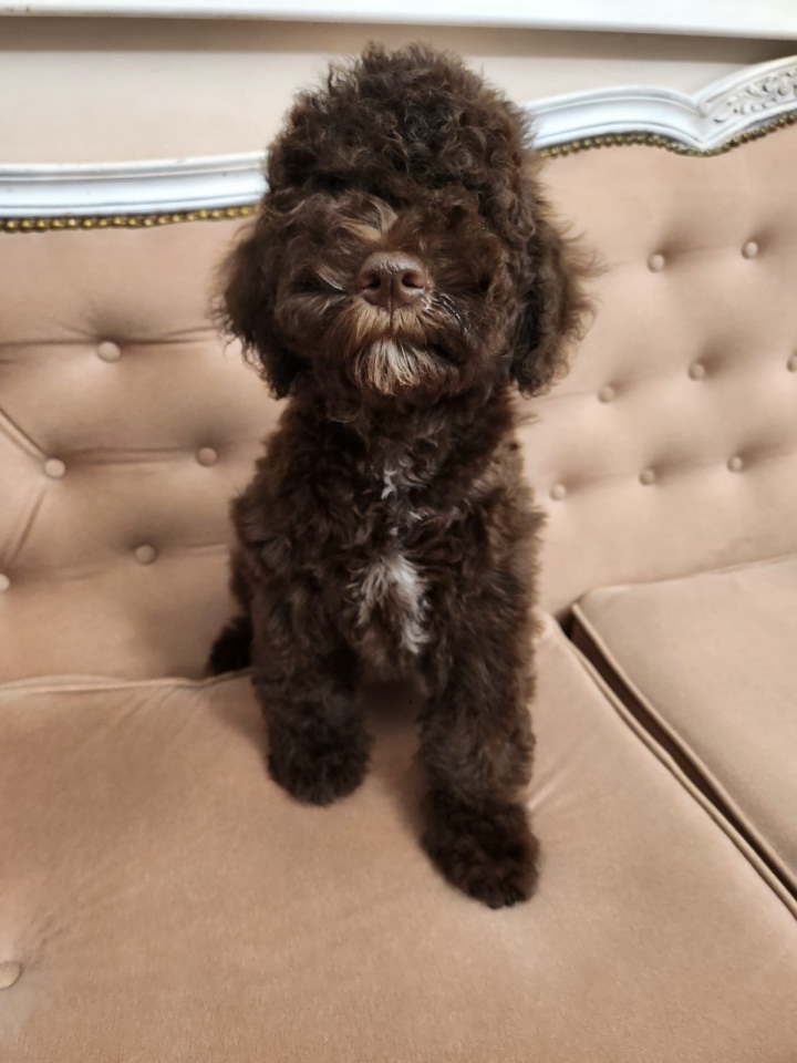 LAGOTO romanjolo štenci