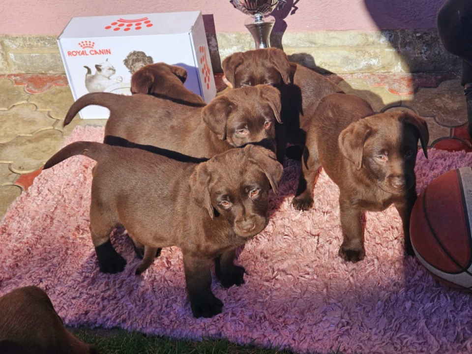 Dostupni štenci LABRADORA starosti 9 nedelj