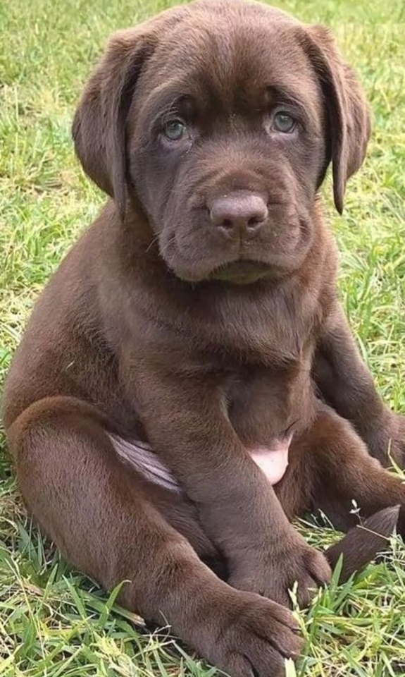 Na prodaju, čokoladni labradori