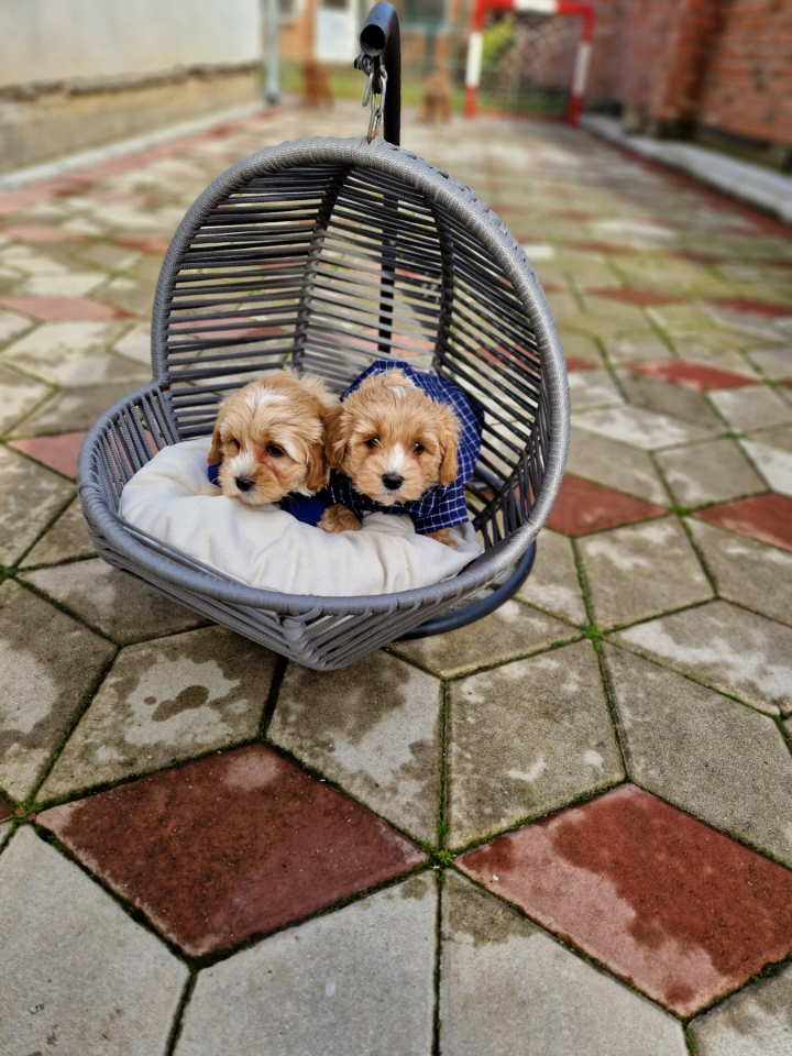 Maltipoo stenci spremni za preuzimanje