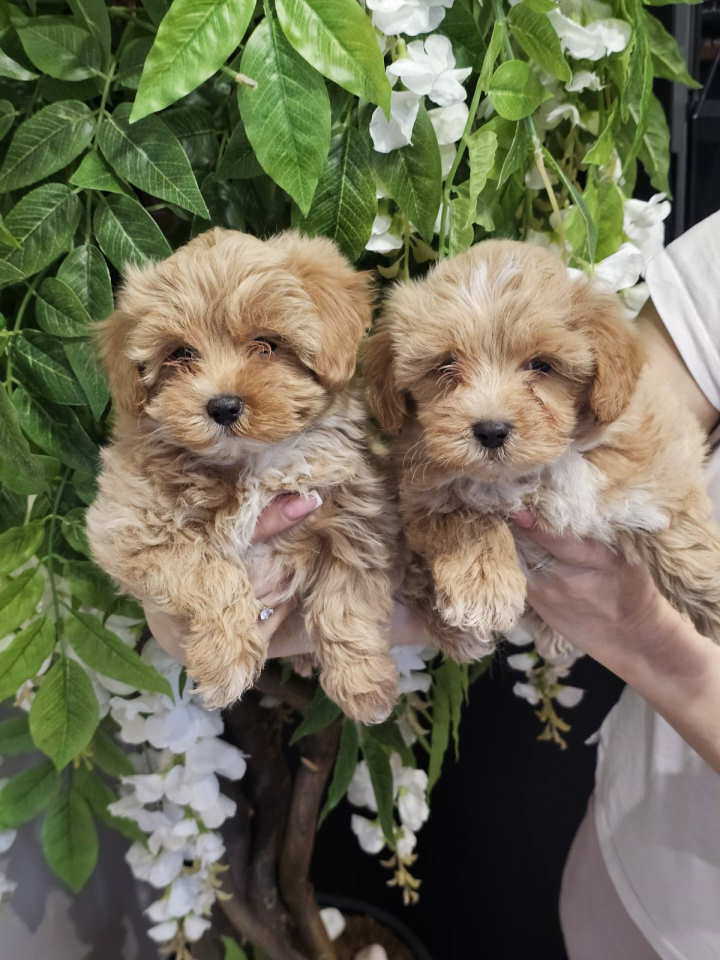 Maltipoo stenci spremni za preuzimanje