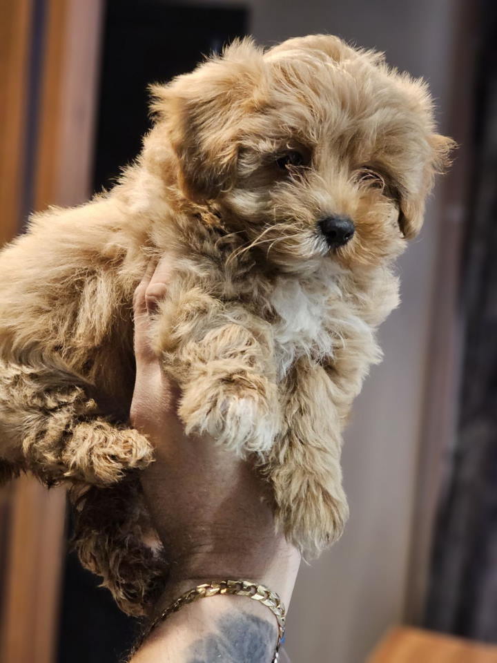 Maltipoo stenci spremni za preuzimanje