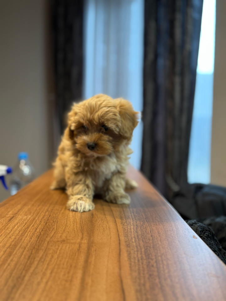 Maltipoo stenci spremni za preuzimanje