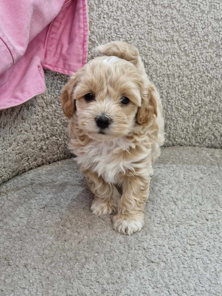 Preslatke bebice MALTIPOO