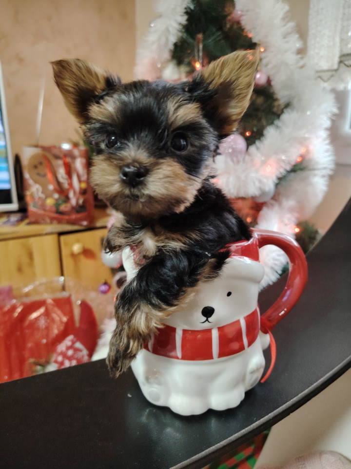 Mini JORKICI u ponudi