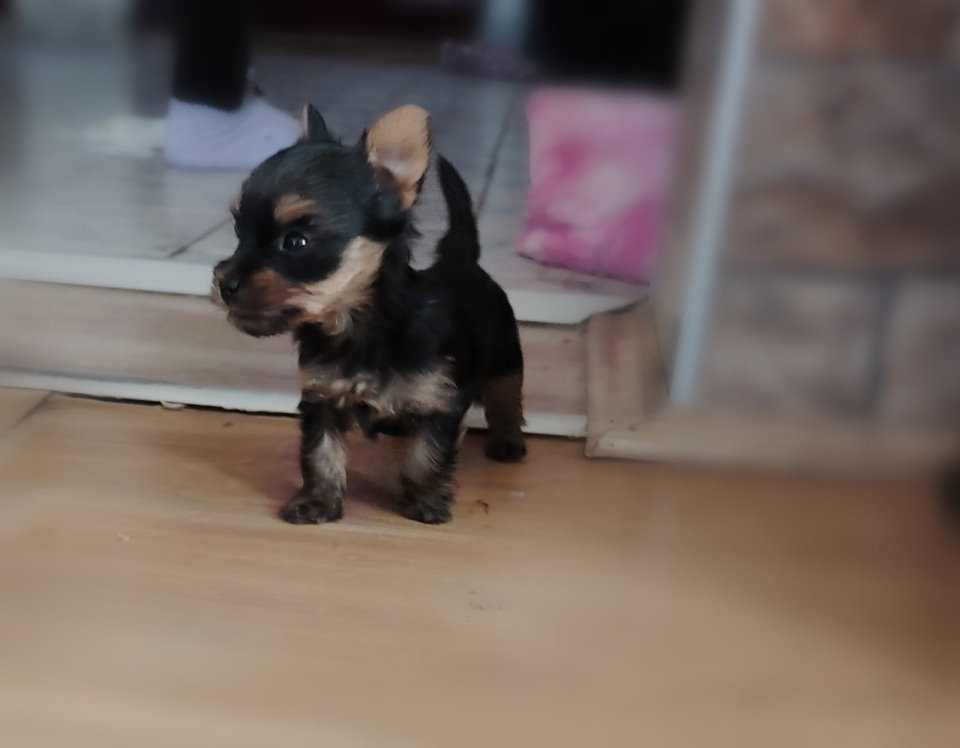 Mini JORKICI u ponudi