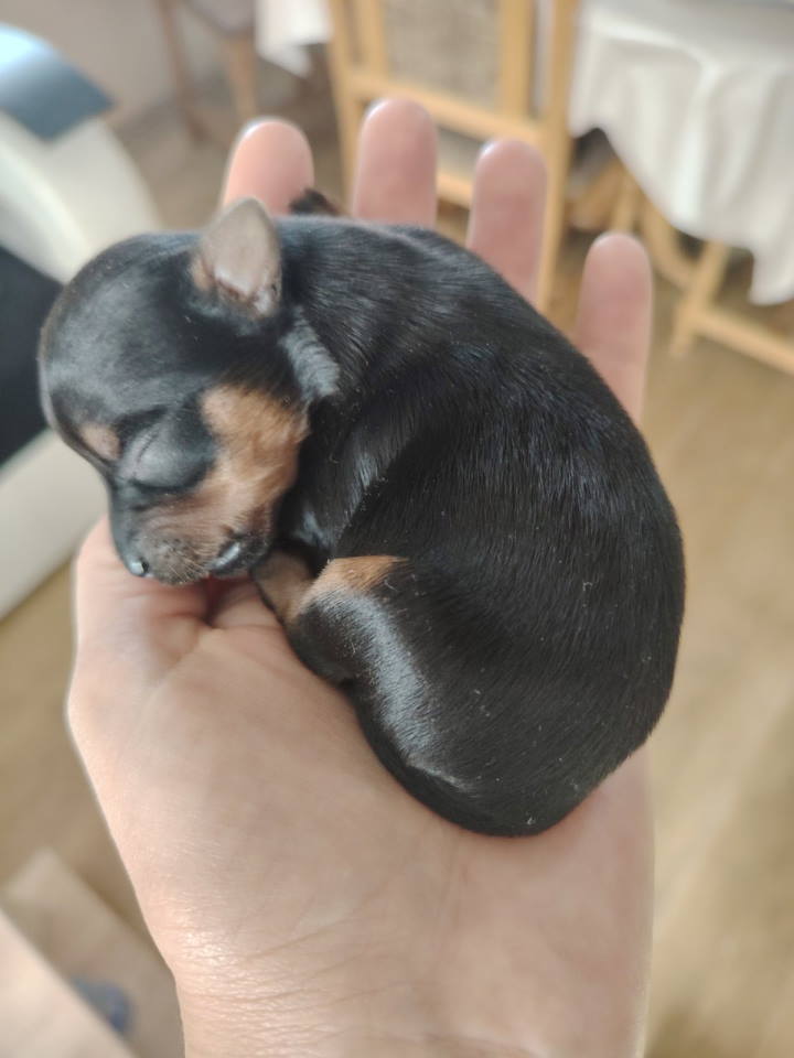 Mini JORKICI u ponudi