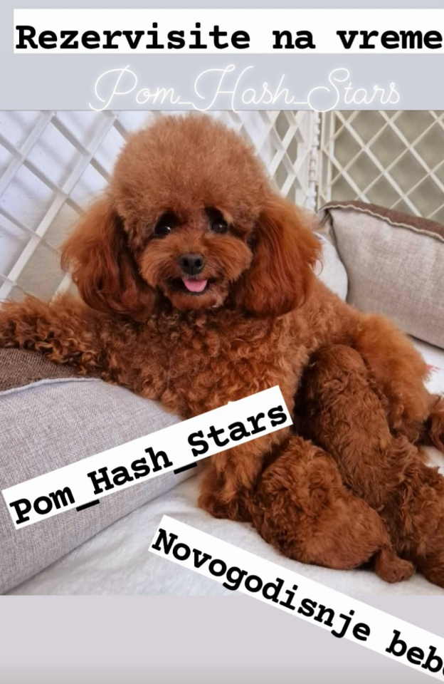 Teddy bear toy PUDLE