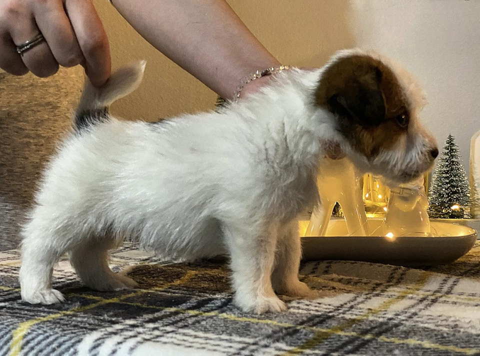 Dostupni oštrodlaki štenci dzek rasel terijera