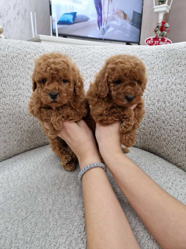 Prelepe malene pudle crvene boje